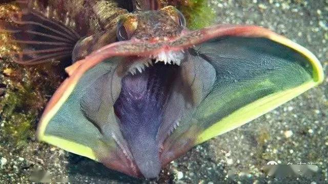 世間海底生物_海底世界的生物千奇百怪_海底世界生物名稱大全