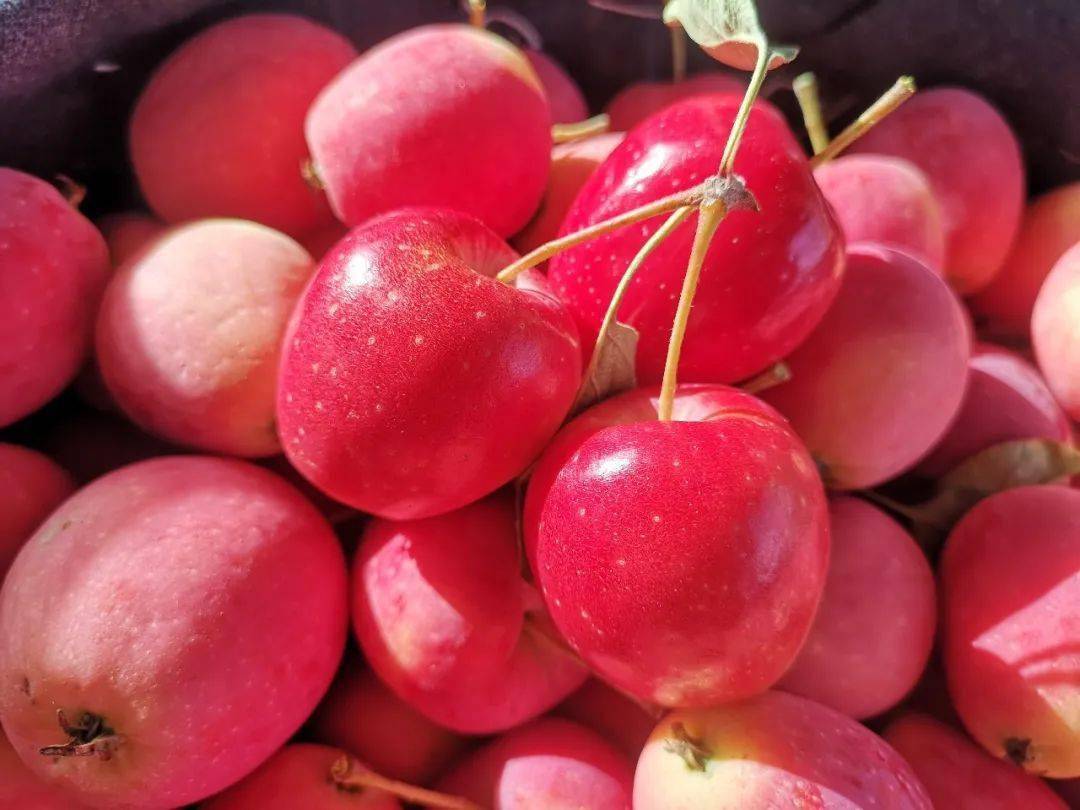 三叶海棠- Wikiwand, image size:1080x810