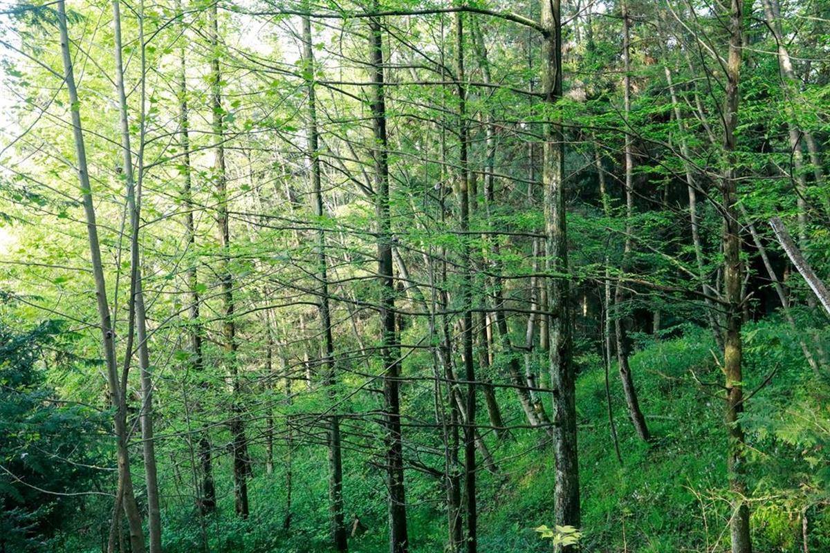 密林、富氧、珍稀动植物、丛林民宿……竹山激活森林康养资源