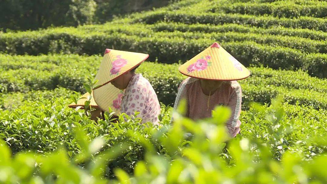 金秋"黄金芽",东源仙湖茶园进入了白露茶采摘季!_上莞镇_河源市_茶叶