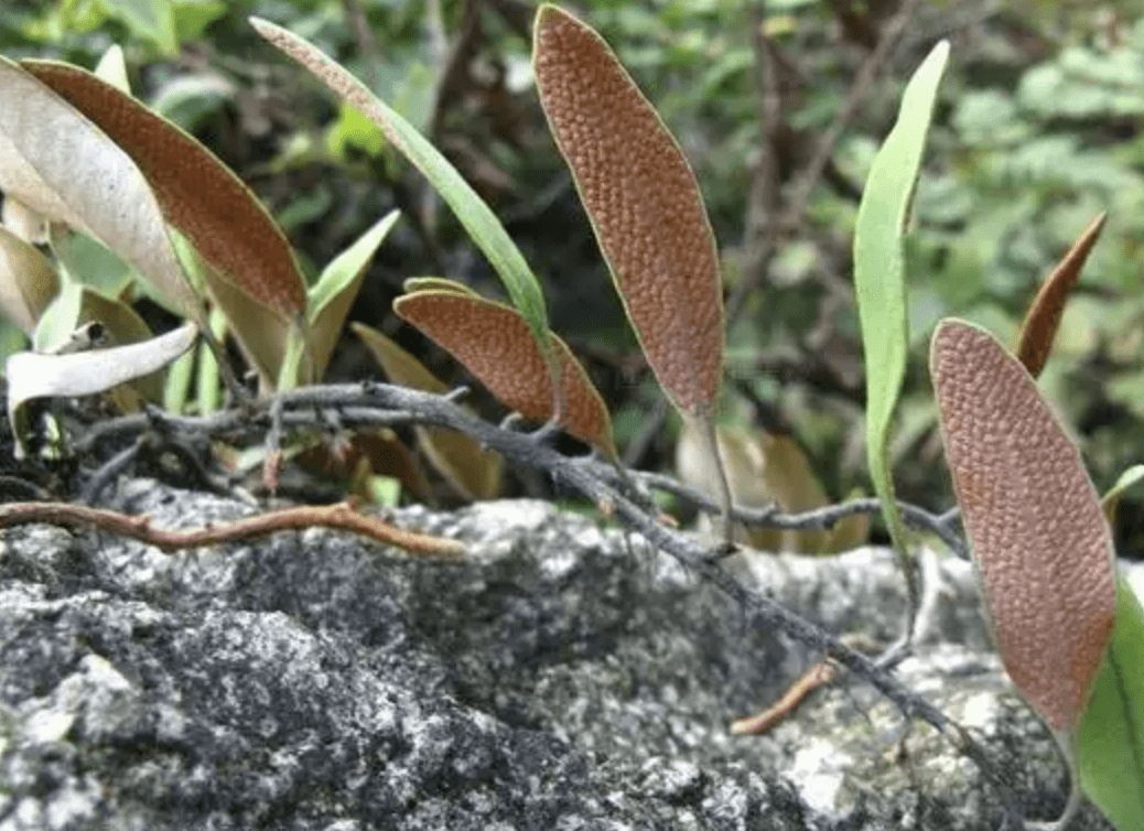 生于石头缝里,人称"肺金草",价值堪比还魂草,如今想挖不好找_石苇_花