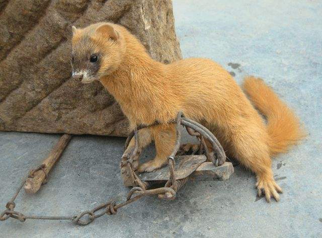 黄鼠狼最喜欢吃什么,它的天敌是谁?_哺乳动物_能力_这是因为