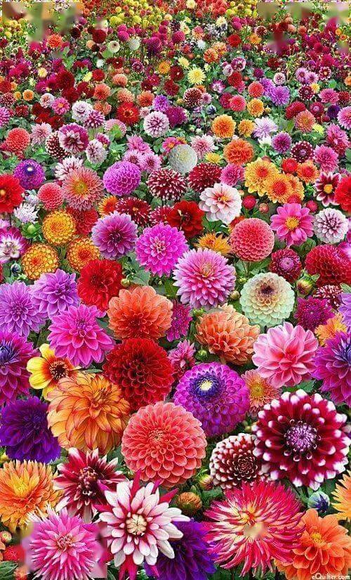 娇俏艳丽的红莲如洛神出水长着蘑菇头的花树,十分奇特红色的花朵像