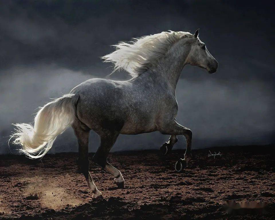 【砚外之艺】 马摄影:彰显力量与唯美_传播_非本_佳作