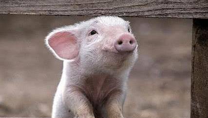 一只猪对着镜头笑图片图片