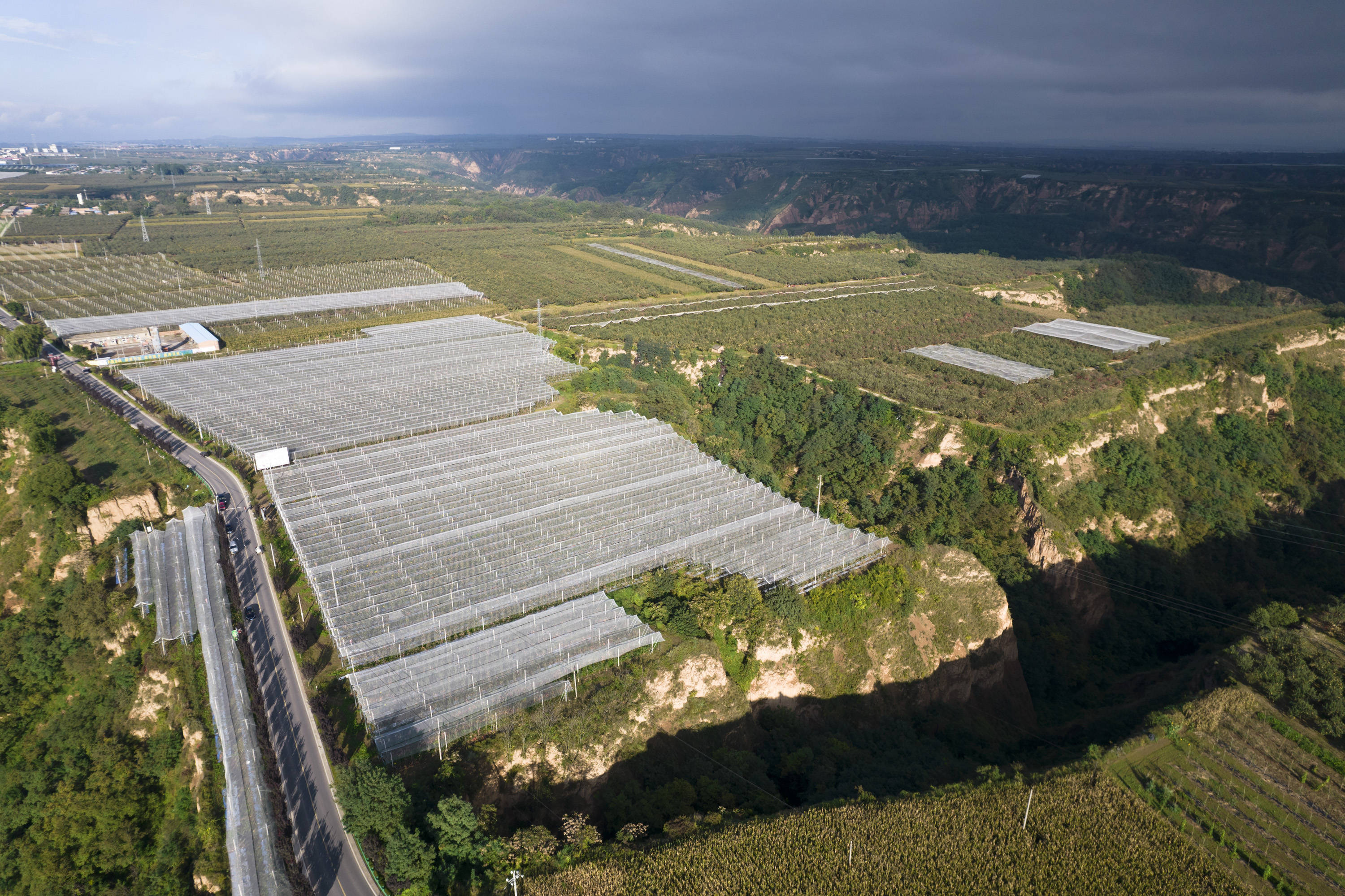 洛川县旧县镇的苹果林(9月20日摄,无人机照片).