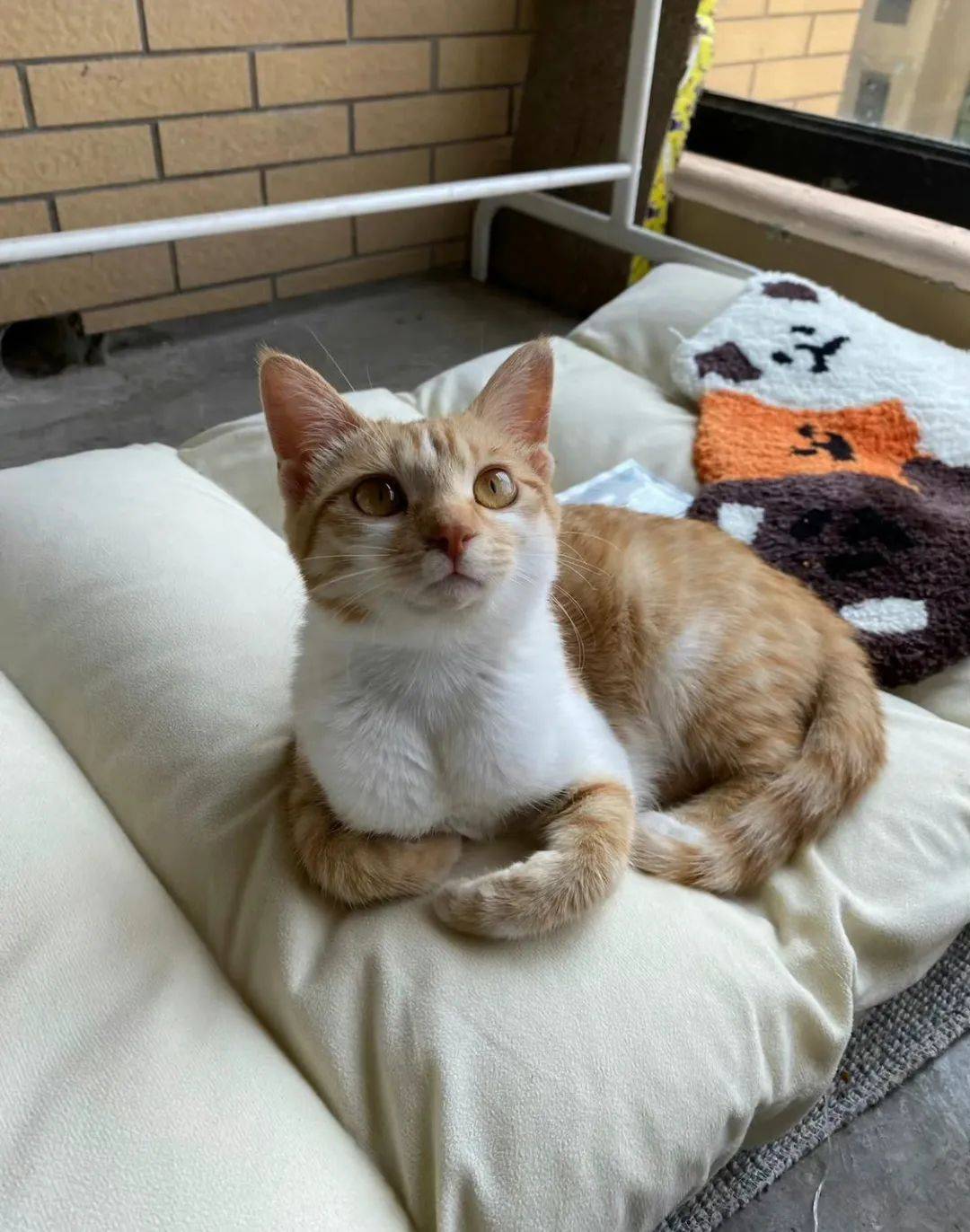 好想rua猫的咪咪啊请问这算变态吗?