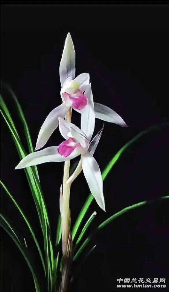 水点桃花 (莲瓣兰)_维西_时为_本站