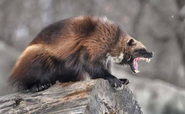 黄鼠狼最喜欢吃什么,它的天敌是谁?_哺乳动物_能力_这是因为