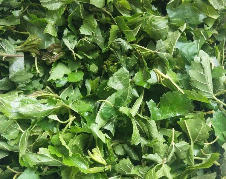 很多人家门口就有_桑叶_功效_菊花