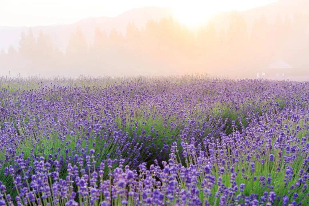 碧波庭按摩仪当医疗器械卖,虚假广告被处罚-家电圈官网