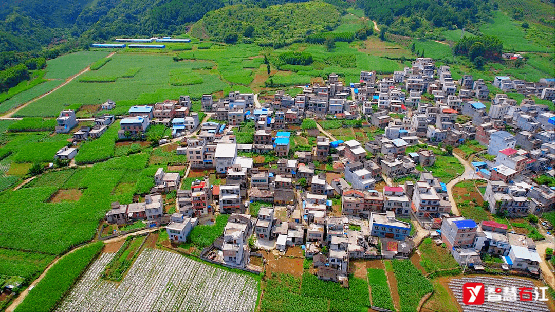 右江区:世加蔬菜初见效 致富增收挑大梁