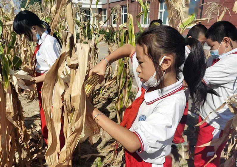 校园劳动祈丰收 秋分送爽采摘忙 | 宣化区赵川小学开展首届丰收节采摘