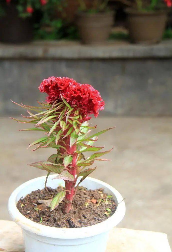 阳台上长出一簇簇鸡冠花,好想摸摸它毛绒绒如火绽放的样子!
