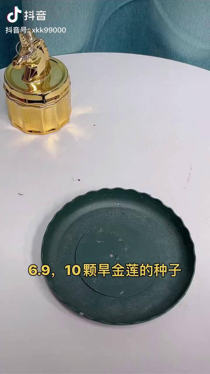 旱金莲,旱荷花种子,现在正是种植的时候哦养花小知识 爱生活爱养花