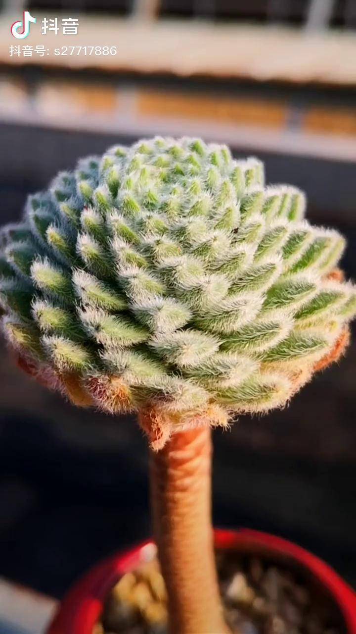 长生草长成老桩还有点优雅的气质!多肉 花卉绿植_气质_花卉