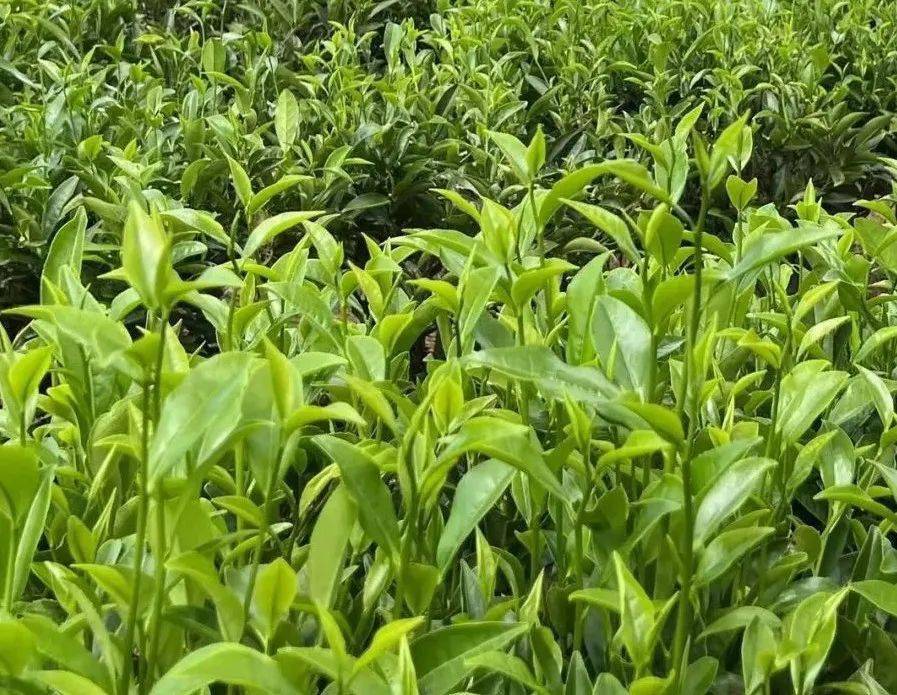 【饶平电商主播代言】饶平岭头单丛茶61好山好水产好茶