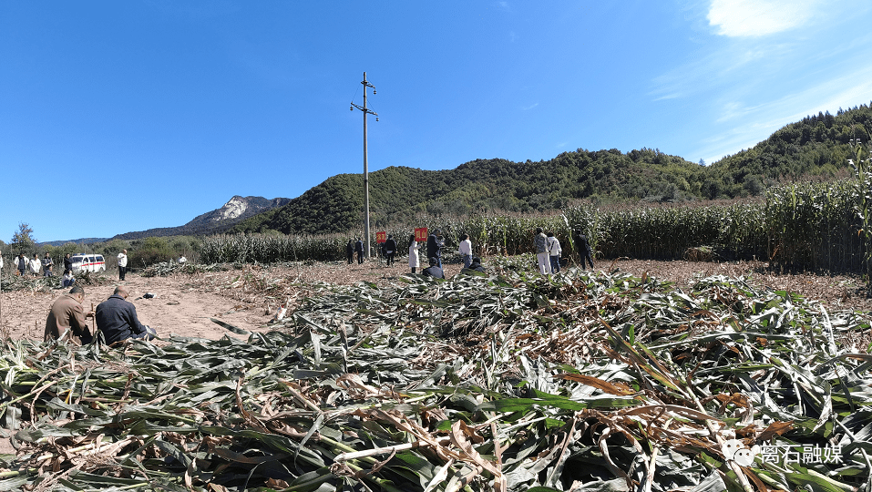 离石区“趣味农耕”割玉米大赛在千树塔露营地开展
