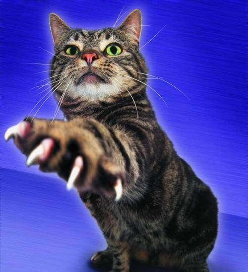 《如懿传》里,阿箬遭受到的"猫刑"这种刑罚有多酸爽?_慎嫔_麻袋_清朝