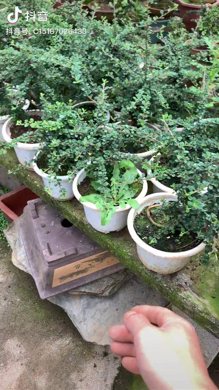 小叶珍珠白花大果荀子黄杨世家 荀子小品_黄杨_白花_小叶