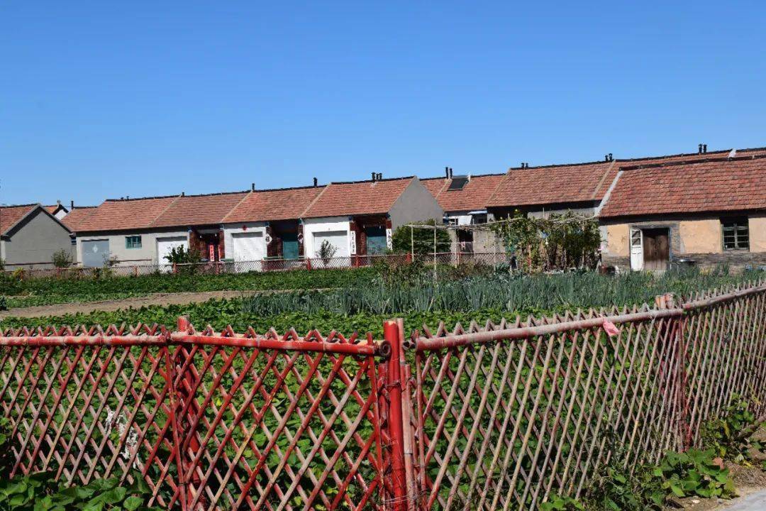 化地为田 阡陌成园——青阜村"爱心菜园"获丰收_村民_孙大娘_孙广洲