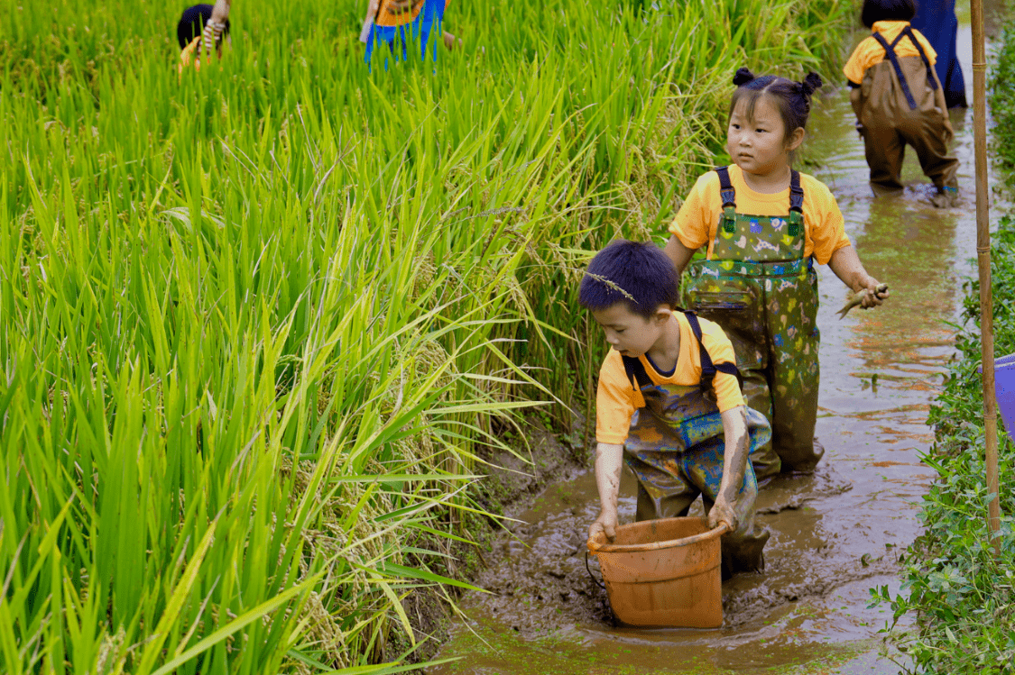 稻田迷你跑,稻田摸鱼......2022首届富民县散旦镇丰收节24日正式开启_