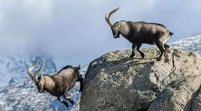 速度之快,拦都拦不住_头羊_行为_团队