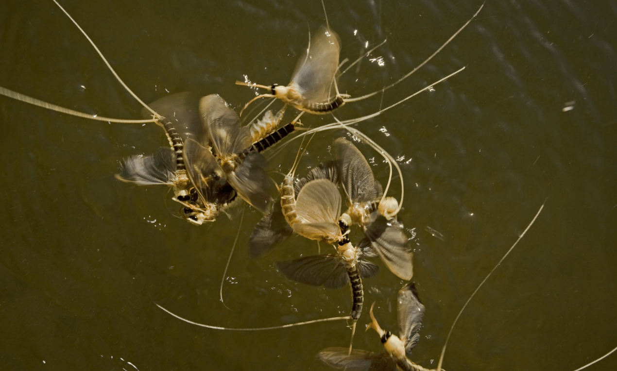 河南邓州突现大量蜉蝣!在一夜之内又全部死亡,气候又要大变了?
