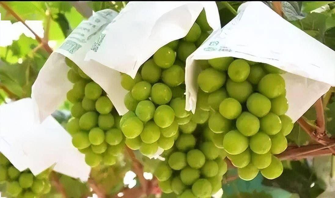 晨香葡萄品种介绍及市场前景分析_种植_果实_黄化