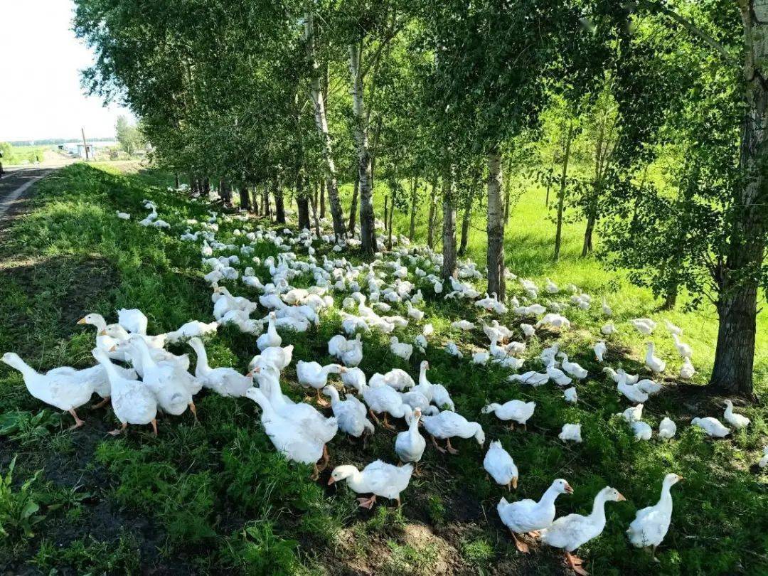 龙江农业好品牌之依安大鹅_养殖_产业_加工