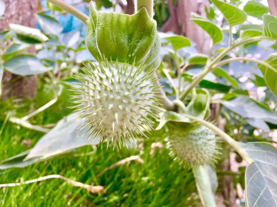 神医华佗用它制作"麻沸散",长得像喇叭花,毒性很强,见到请远离_农村