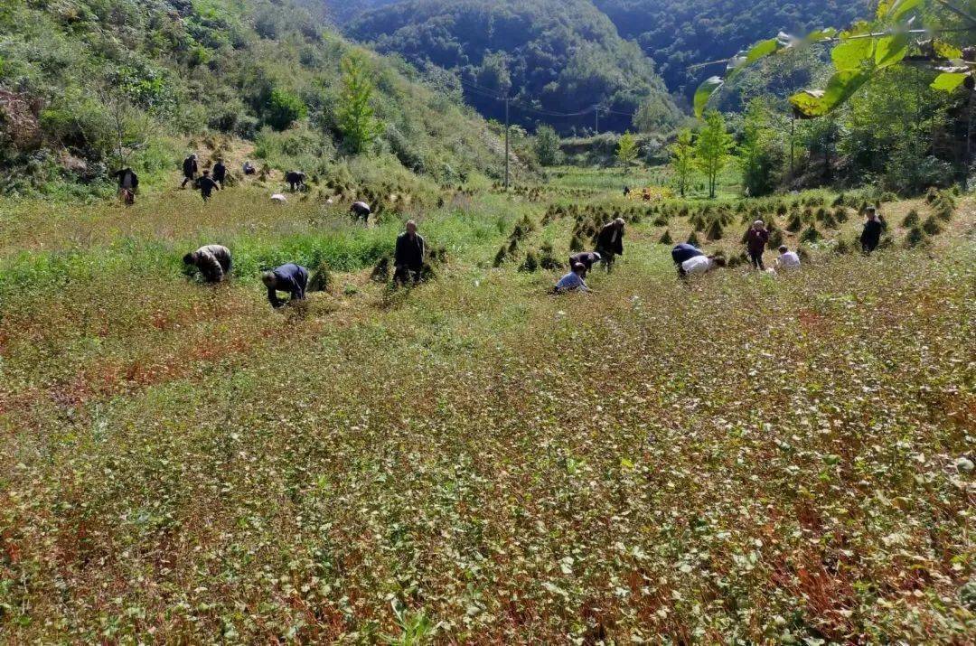 岸门口镇||又见荞麦熟 田间丰收忙_种植_土地_整治