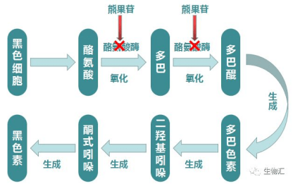 斑小将成分表图片