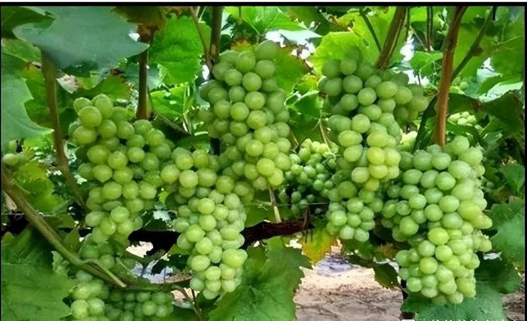 晨香葡萄品种介绍及市场前景分析_种植_果实_黄化