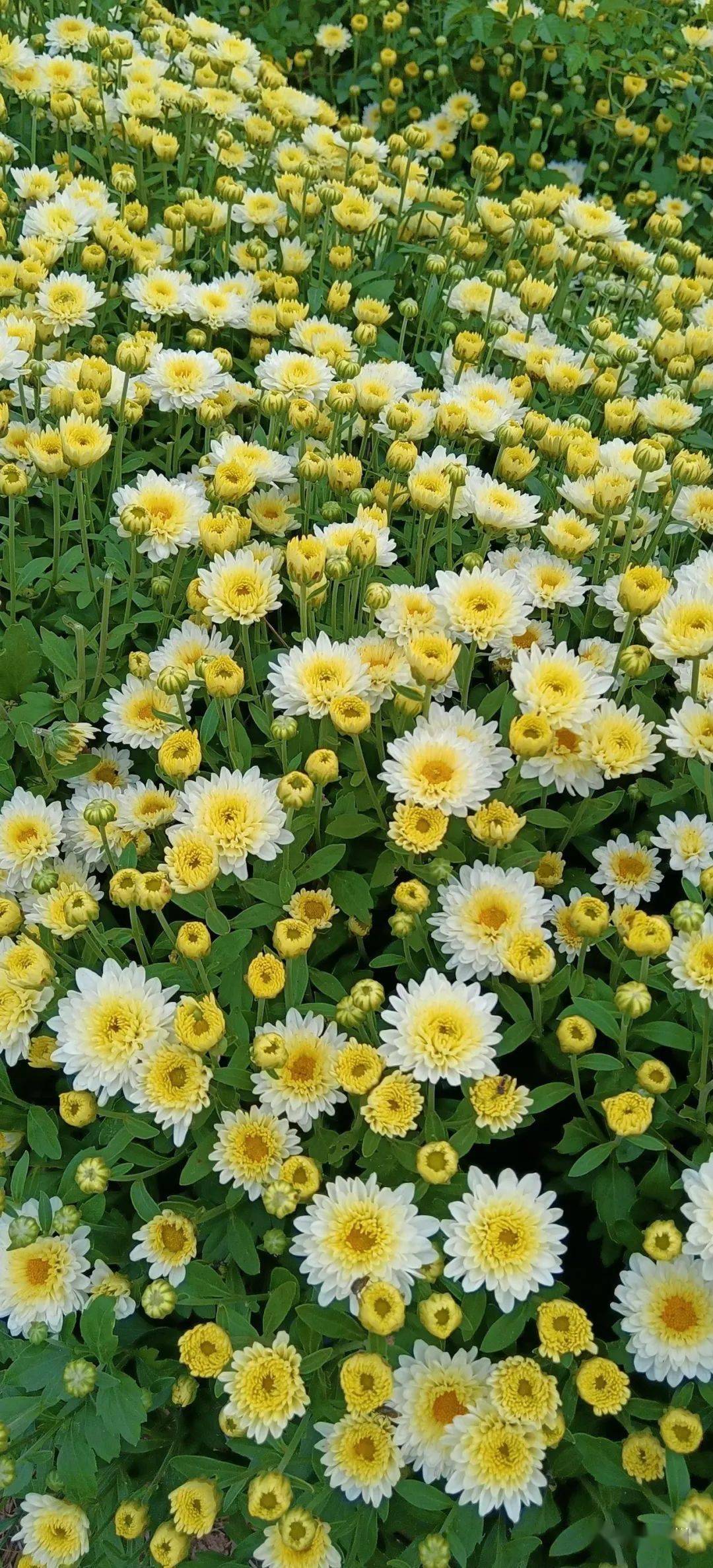 【中华药都】九月亳州,亳菊盛开,花海来了!_菊花_图片_下单