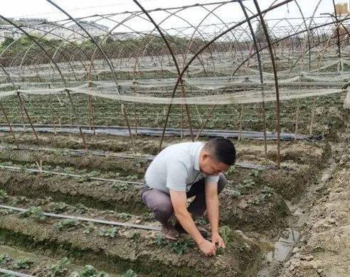 【最美"新农人" 喜迎二十大 】专题系列报道之十三 黄海军:创建绿色