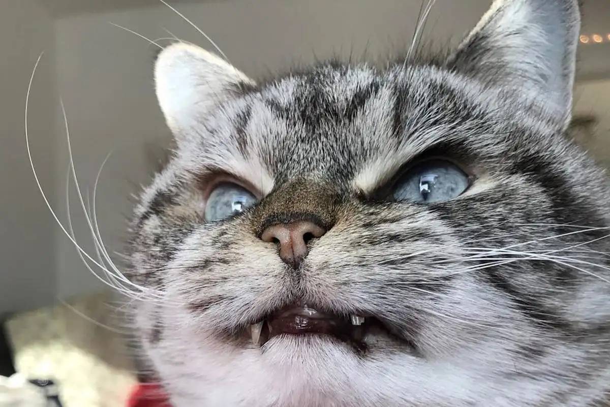 也会让人的性格发生转变,科学家发现,女性在感染猫体内的寄生虫后,会