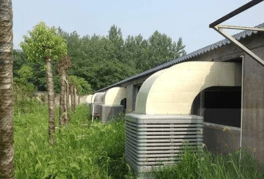 农村_猪舍_时候