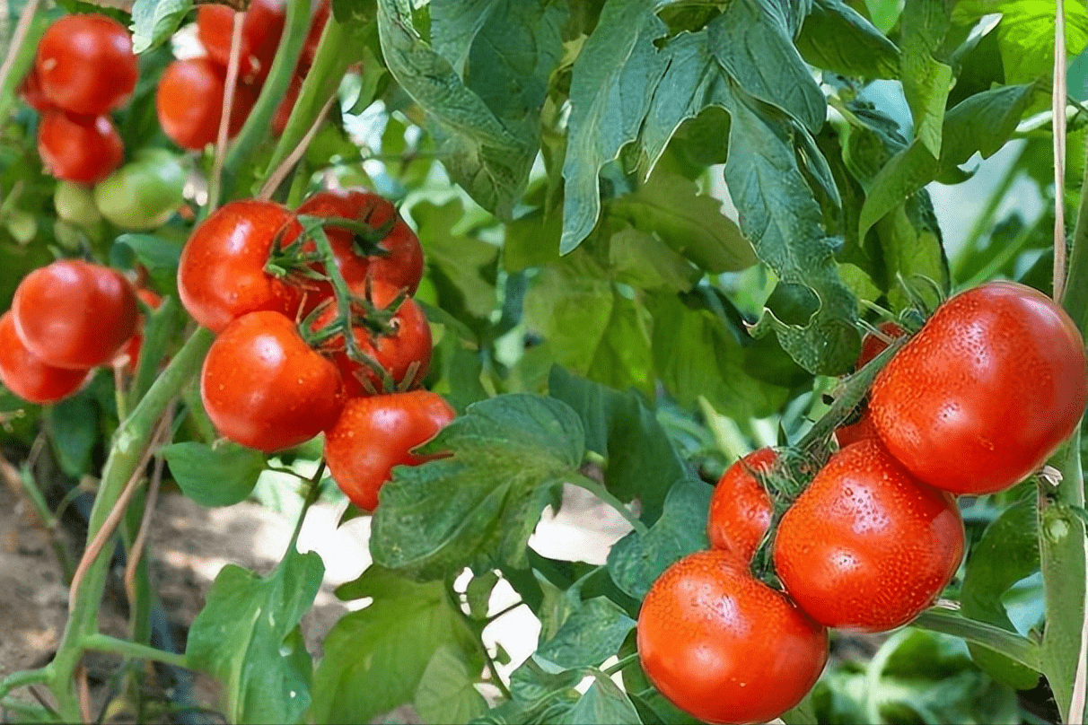 水溶肥厂家 唐老板这样选 种植 效果 番茄