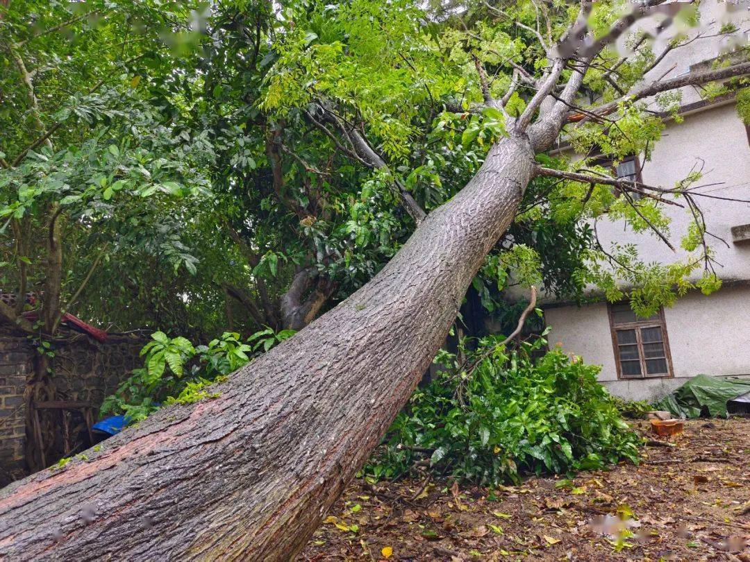 台风来袭致15米大树倾覆压民房,琼海消防锯树排险