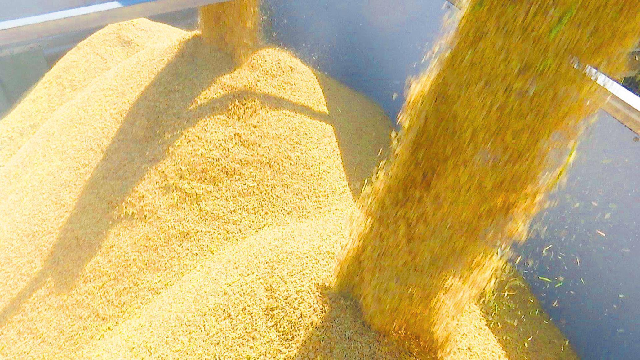 大悟48 5万亩秋粮获丰收 大悟县 全县 总产