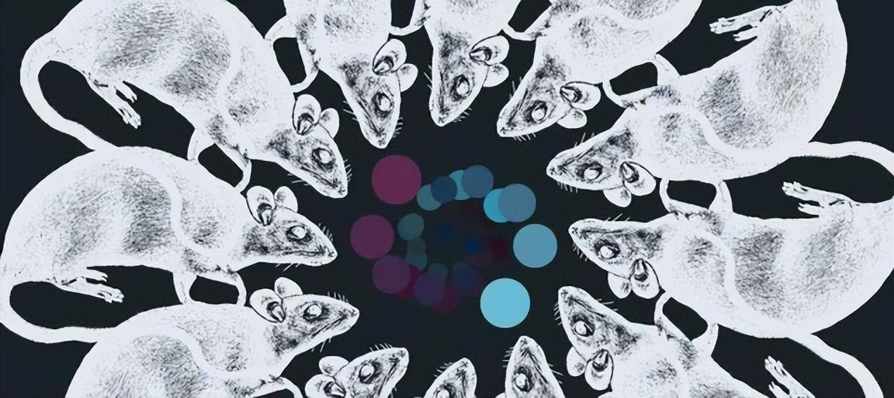 "25号宇宙"实验,科学家用老鼠预测人类未来,结果很恐怖_卡尔霍恩_攻击