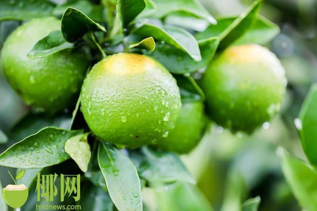 ▊琼中绿橙今年总产量将达1800万斤
