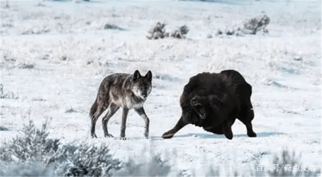 四川贡嘎3只狼围攻2头藏獒，小藏獒被猎人救下，狼群再次下山捕猎，被藏獒咬死