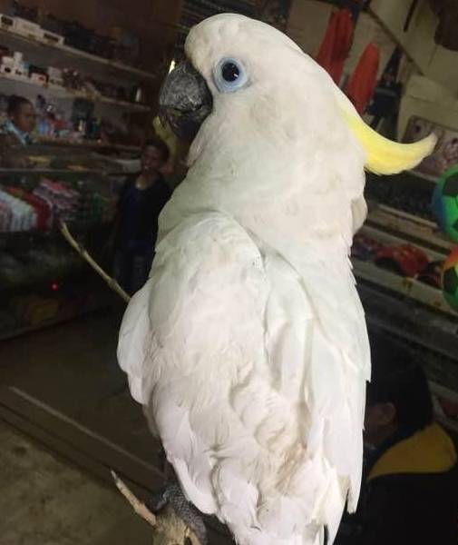 葵花鹦鹉跌至白菜价 仅花50元买葵花鹦鹉一只 网友 给我来十只 巴丹 价格 土著人 葵花鹦鹉跌至白菜价 仅花50元买葵花鹦鹉一只 网友 给我来十只 巴丹 价格 土著人