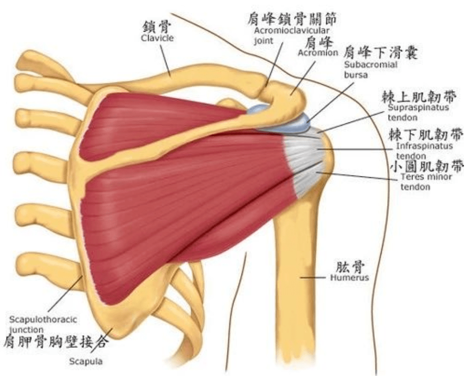 开肩没效果