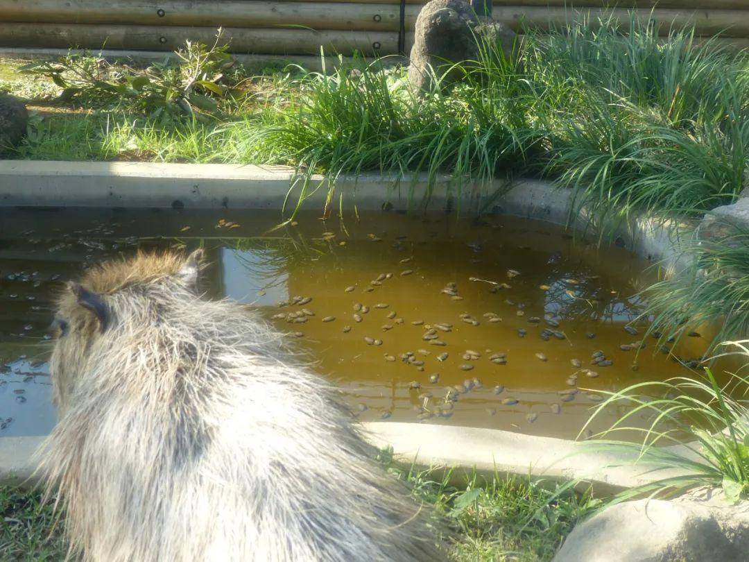 水豚表情包爆火tiktok!