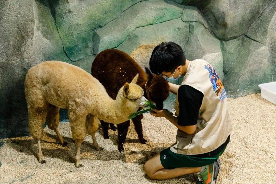 广州有「室内动物园」了!1500㎡,50 种动物,0距离互动,爽!