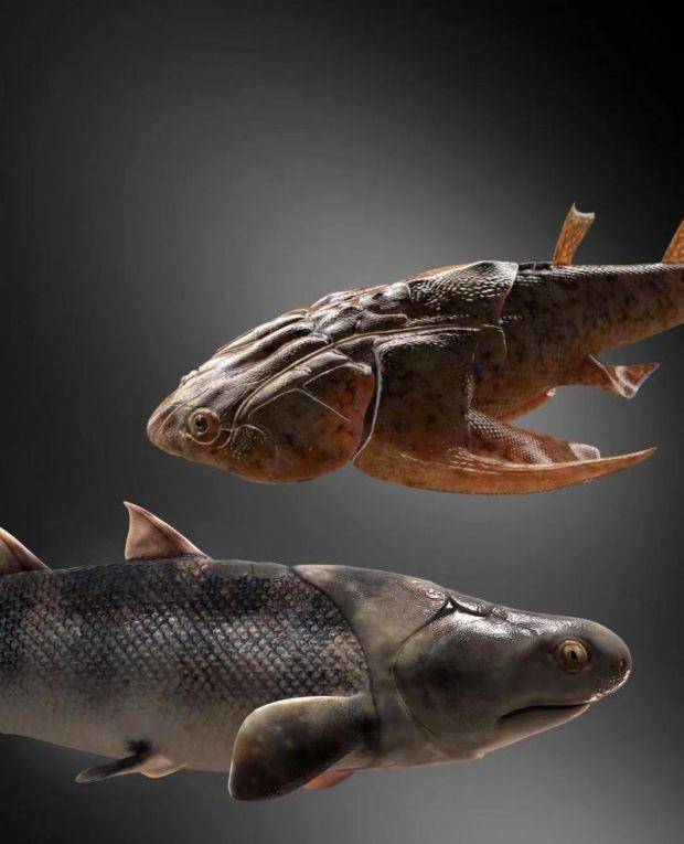 人类的祖先是条鱼？科学家回应：此鱼非彼鱼