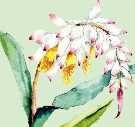 豆蔻缘何喻少女_功效_香料_杜牧